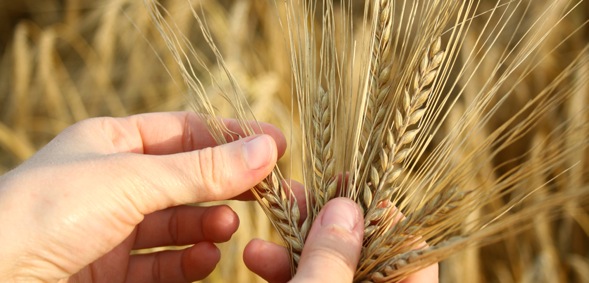 uploads/news/15_Wheat crop.jpg